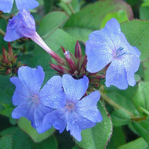 Visuel 1 du produit Ceratostigma (Dentelaire ou Plumbago de Chine) à fleurs bleues - Le pot de 1 litre