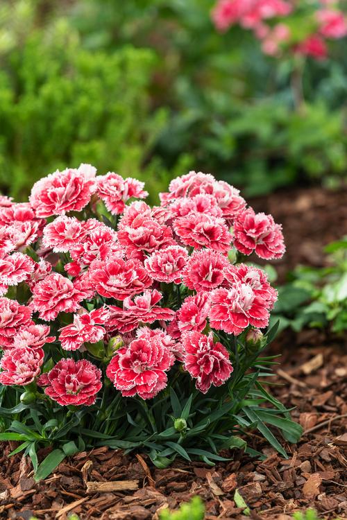 Visuel 1 du produit Œillet mignardise ‘Coral Reef’ - Le pot de 2 litres