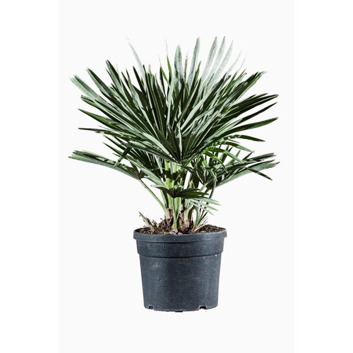 Visuel 1 du produit Chamaerops Humilis Compacta en pot de 3 L vert