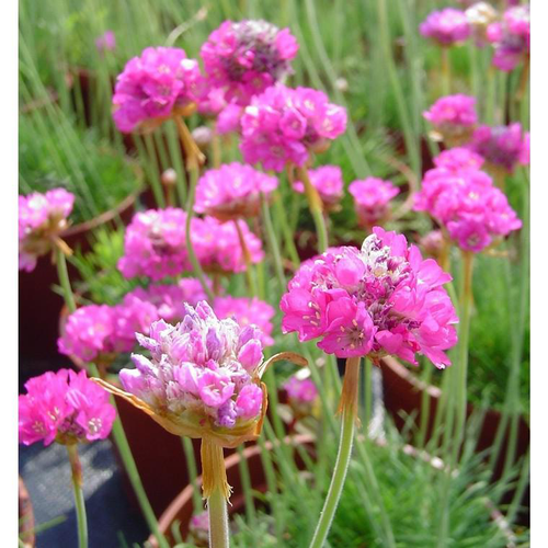 Visuel 1 du produit Armeria - Le pot de 10.5 cm