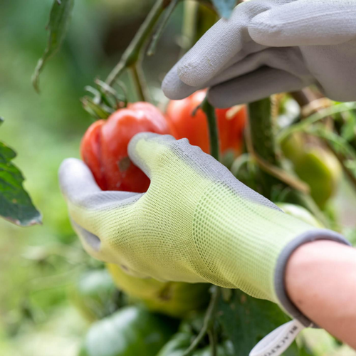 Visuel 3 du produit Gants Colors Vert anis - 6