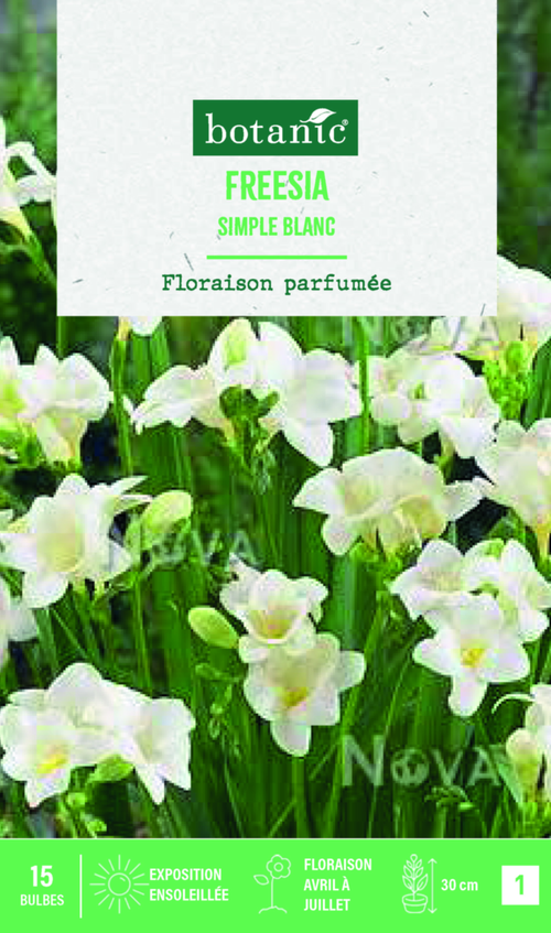 Visuel 1 du produit Bulbes de fleurs Freesia simple blanc botanic® - 15 bulbes