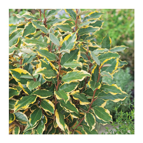 Visuel 1 du produit Chalef 'Viveleg'. Le pot de 3 litres