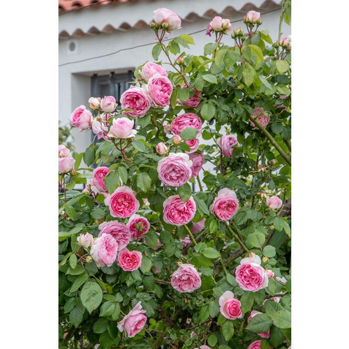 Visuel 1 du produit Rosier Mini Pierre de Ronsard® Meibigboni – C5