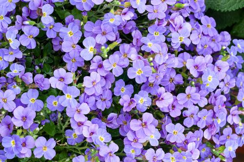 Visuel 1 du produit Aubriète AXCENT LIGHT BLUE - Le pot de 2 litres