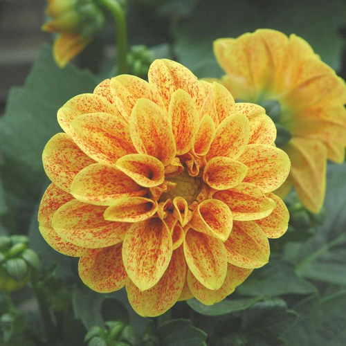 Visuel 1 du produit Dahlia à fleurs multicolores - Le pot de 10 litres