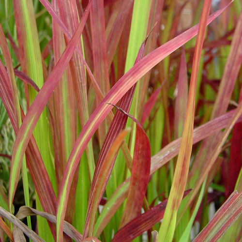 Visuel 1 du produit Imperata 'Red Baron' - Le pot de 1 litre