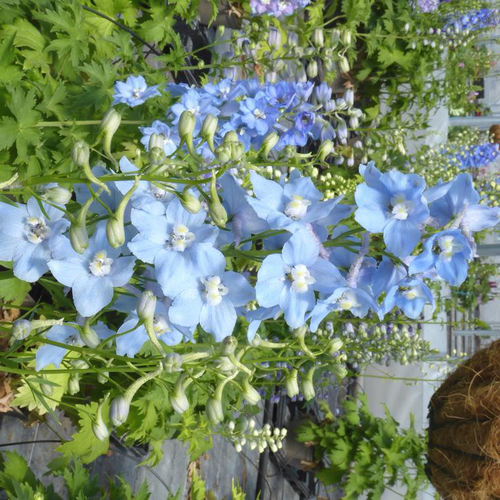 Visuel 1 du produit Delphinium Blue Fountains Varié - Le pot de 7,5 litres