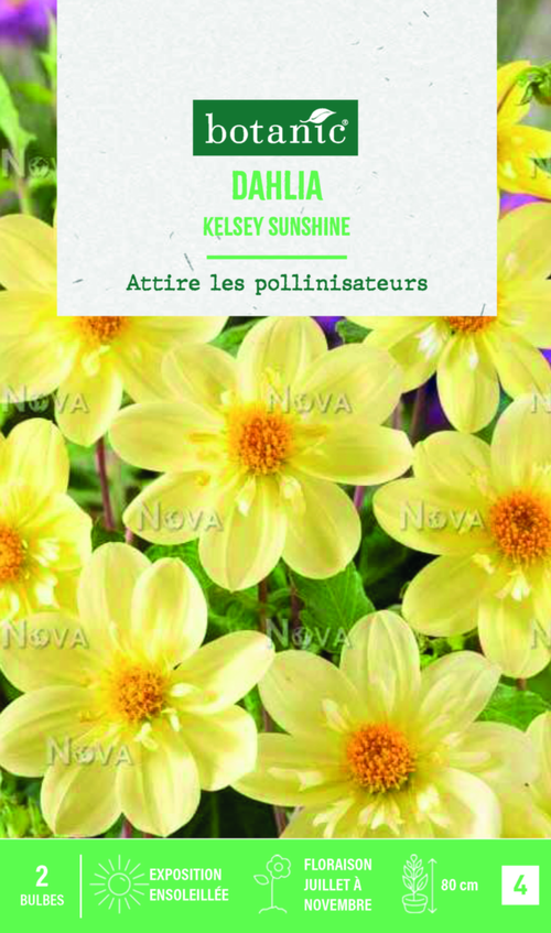 Visuel 1 du produit Bulbes de fleurs Dahlia collerette Kelsey Sunshine botanic® - 2 bulbes