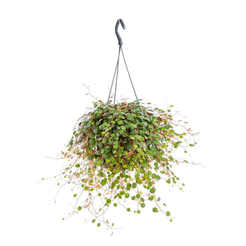 Visuel 1 du produit Peperomia Pepperspot suspension Ø15x40 cm