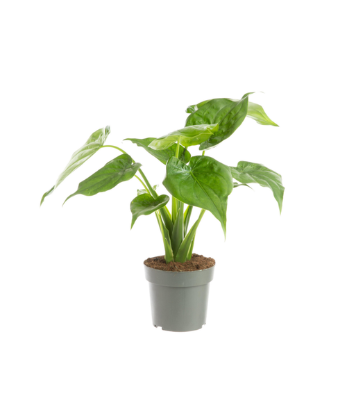 Visuel 1 du produit Alocasia cucullata (Oreilles d'éléphant ou Main de Bouddha) vert. Le pot Ø 17 cm
