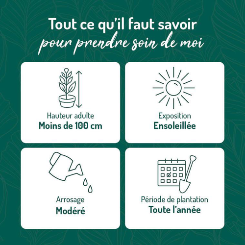 Visuel 2 du produit Rosier Xylon® Label Rouge en pot de 5L