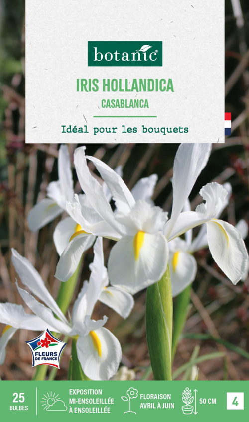 Visuel 1 du produit Iris hollandica casablanca botanic® - 25 bulbes