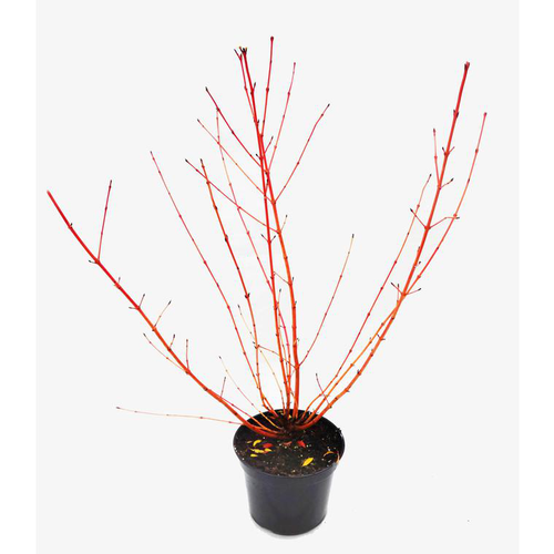 Visuel 1 du produit Cornouiller Sanguinea Magic Flame 100/125. Le pot de 15 litres