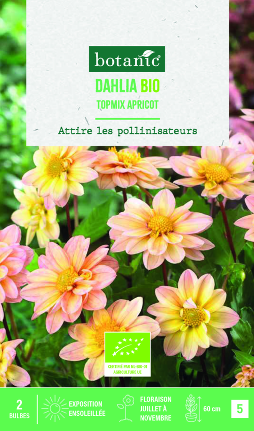 Visuel 1 du produit Bulbes de fleurs Dahlia Topmix Abricot bio botanic® - 2 bulbes