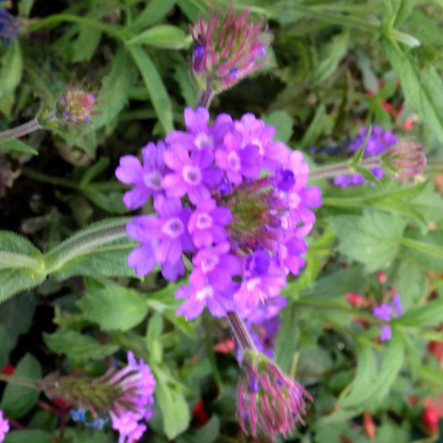 Visuel 1 du produit Verbena Venosa rose. Le pot de 2 litres