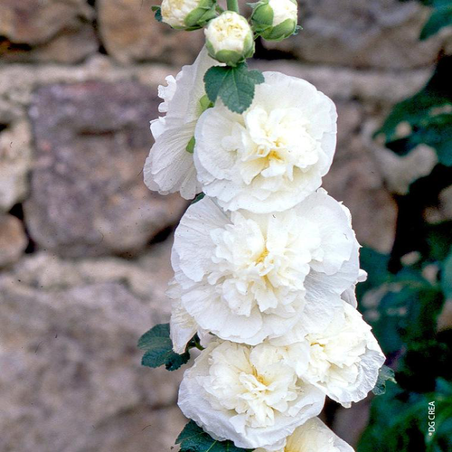 Visuel 1 du produit Rose Trémière double blanche - Le pot de 1 litre