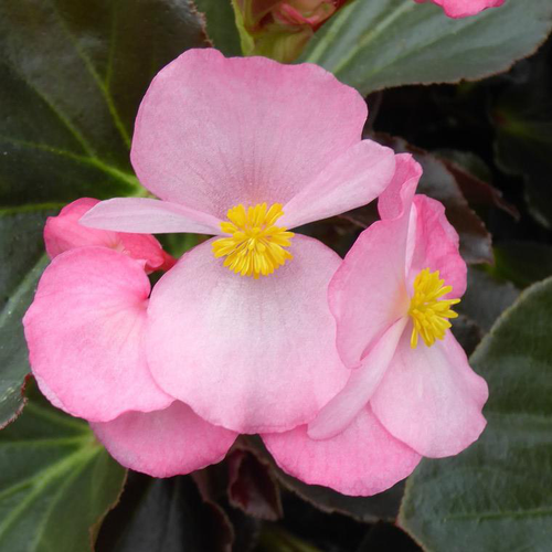 Visuel 1 du produit Begonia Semperflorens - Le pot de 13 cm