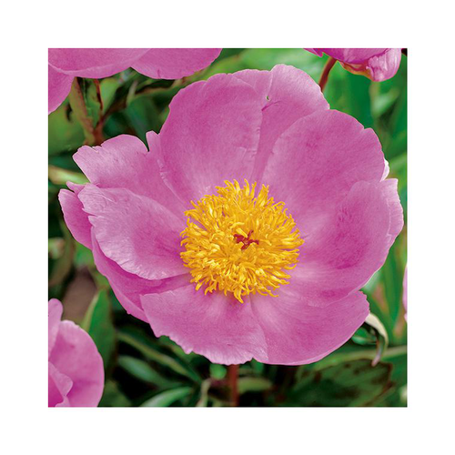 Visuel 2 du produit Pivoine Nymphe - Le pot de 2 litres