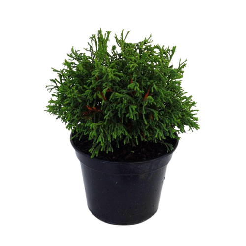 Visuel 1 du produit Faux cyprès du Japon Obtusa Brigitte, le pot de 2 Litres