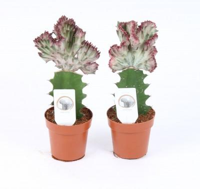 Visuel 1 du produit Euphorbia Lactea rouge. Le pot de 8,5 x H 20 cm