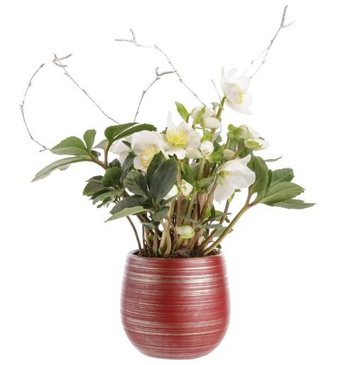 Visuel 1 du produit Hellébore blanc. Le pot Ø 11 cm décor rouge et argent.
