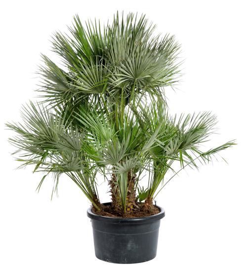 Visuel 2 du produit Chamaerops humilis. Le pot de 100 litres