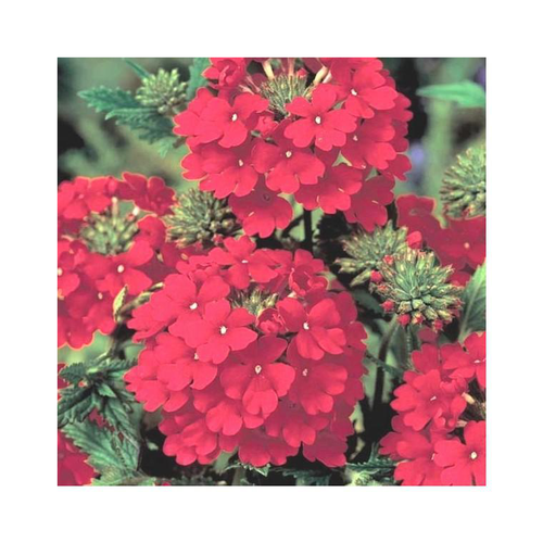 Visuel 1 du produit Verbena Peruviana rouge - Le pot de 9 cm