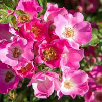 Visuel 1 du produit Rosier Friendly Purple coloris rose en motte