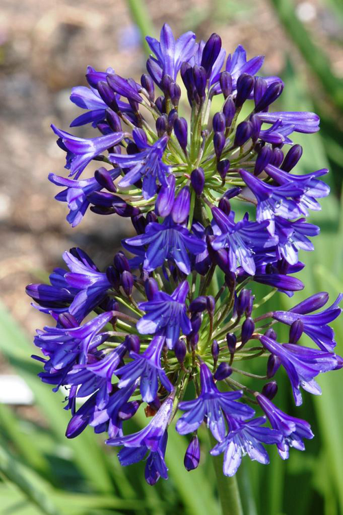 Visuel 1 du produit Agapanthe. Le pot de 4 litres