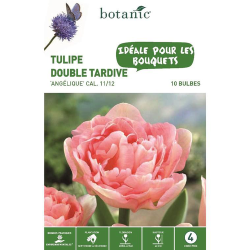 Visuel 1 du produit Tulipe double hâtive Angélique rose botanic® - 10 bulbes