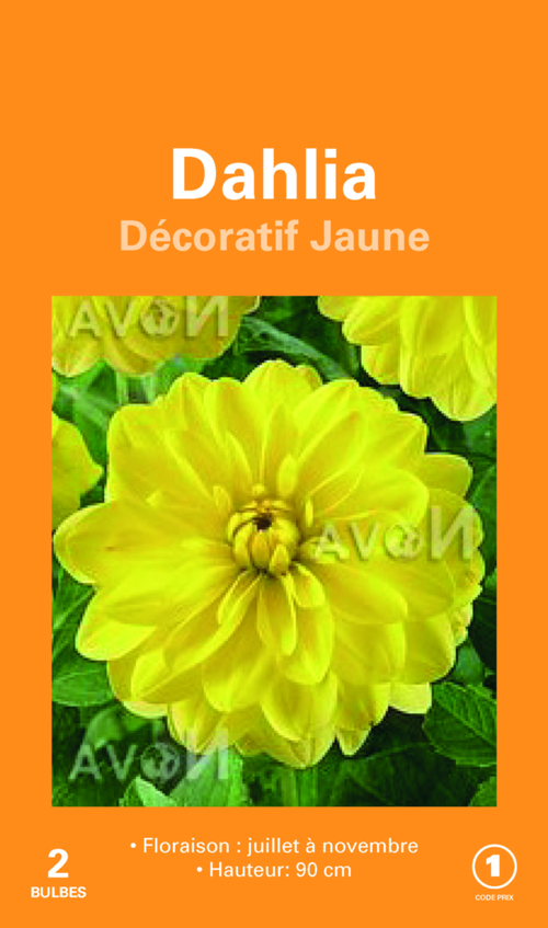 Visuel 1 du produit Bulbes de fleurs Dahlia décoratif jaune botanic® – 2 bulbes