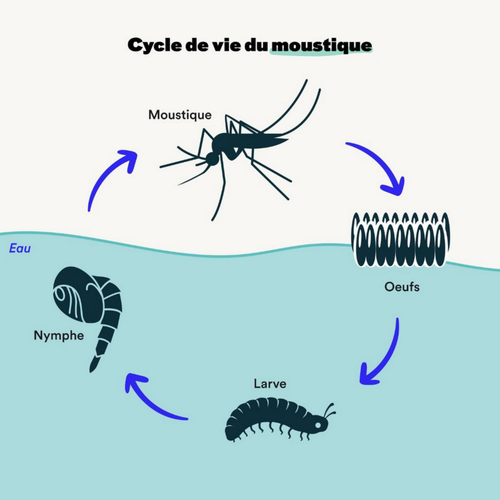 Visuel 8 du produit Larvicides anti-moustiques efficace en 48h Bleen - 200m²