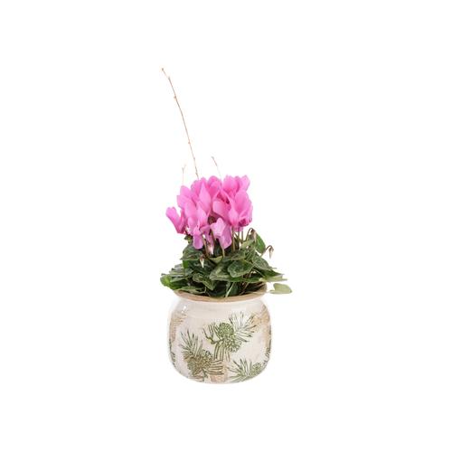 Visuel 1 du produit Cyclamen rose. Le pot Ø 12,5 cm avec cache pot décor pomme de pin.