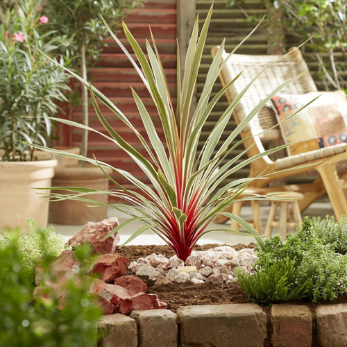 Visuel 2 du produit Cordyline australis Magic Star coloris vert – 3,5 L