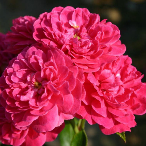 Visuel 1 du produit Rosier Lilliput Roxy Korsineo rose. Le pot de 2 litres