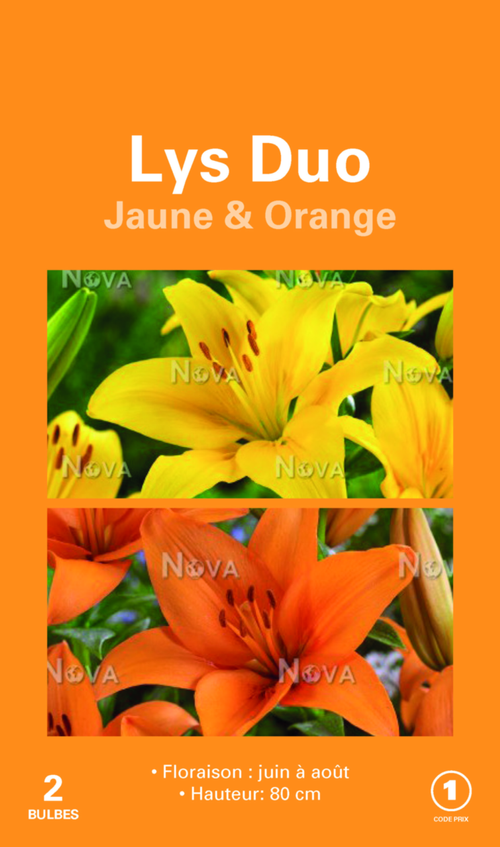 Visuel 1 du produit Bulbes de fleurs Duo de Lys asiatique jaune et orange botanic® – 2 bulbes