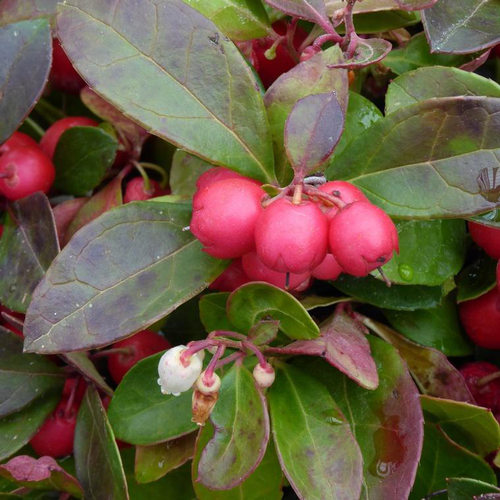 Visuel 1 du produit Gaultheria - Le panier déco