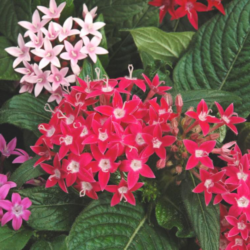 Visuel 1 du produit Pentas ou étoile égyptienne - Le pot de Ø 13-15 cm