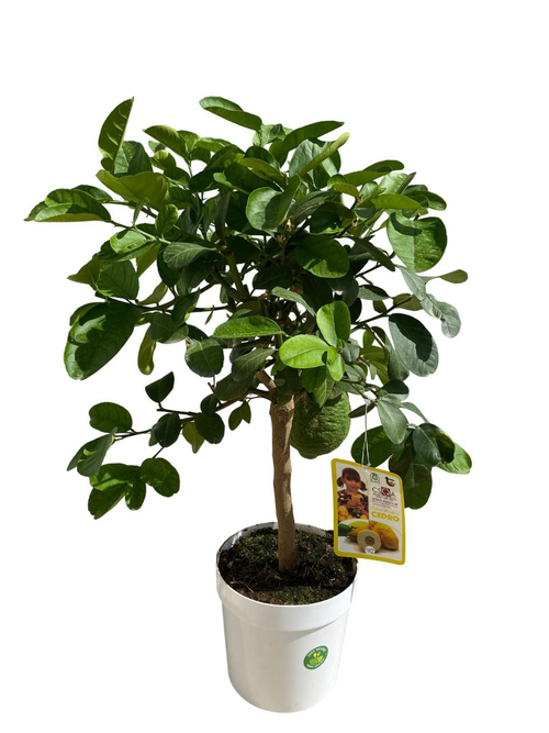 Visuel 1 du produit Cédratier Maxima 1/4 tige coloris orange - 5 L