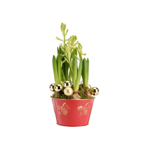 Visuel 1 du produit Composition de 5 Jacinthes blanches. Le pot Ø 15 cm en zinc rouge.