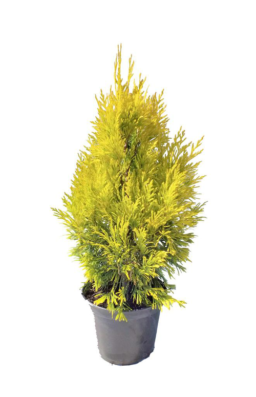 Visuel 1 du produit Thuya géant ou Thuja plicata 4 Ever Gold, Le pot de 2 litres