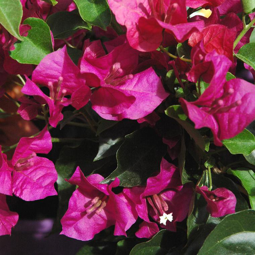 Visuel 1 du produit Bougainvillier violet de Meze - Le pot de 3 litres