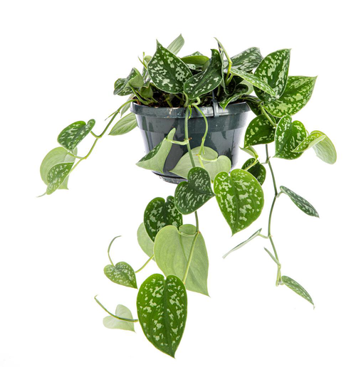 Visuel 1 du produit Plante scindapsus pictus TM - Ø 17 cm