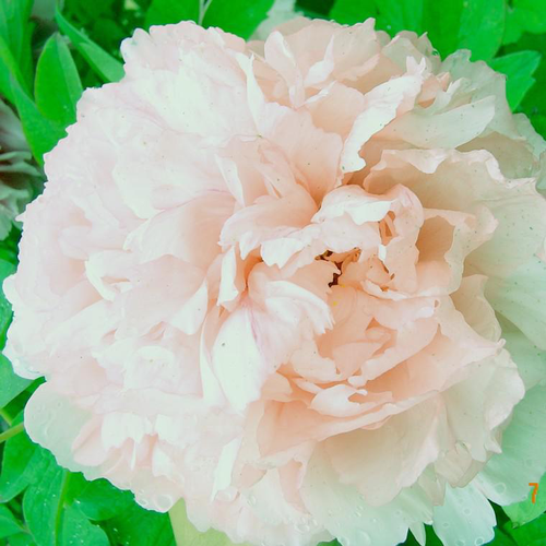 Visuel 1 du produit Pivoine Arbustive Rose Clair - Le pot de 5 litres