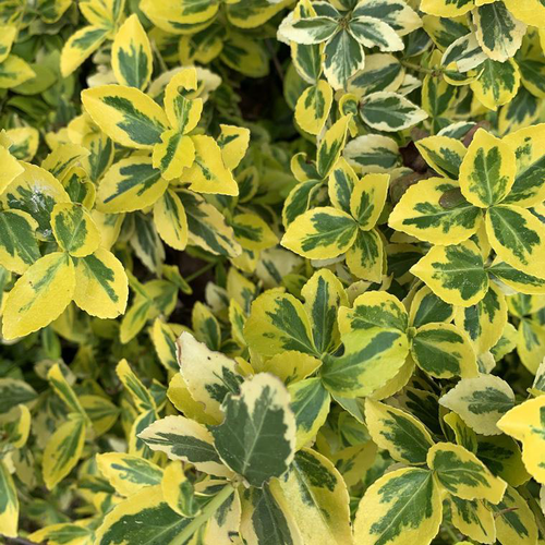 Visuel 1 du produit Fusain Emerald Gold jaune. Le pot de 1,5 litres