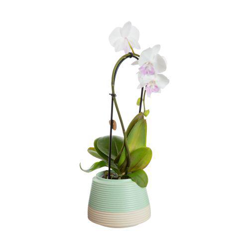 Visuel 1 du produit Phalaenopsis cascade avec un cache-pot en céramique coloris multicolore - Ø 9 cm