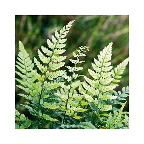 Visuel 1 du produit Polystichum tsu simense en pot de 3 litres