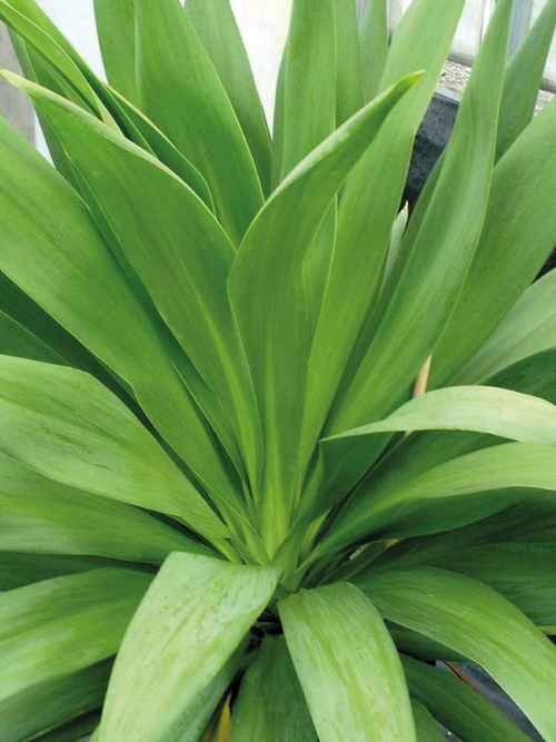 Visuel 2 du produit Cordyline australis Emerald Star® coloris vert – 3,5 L