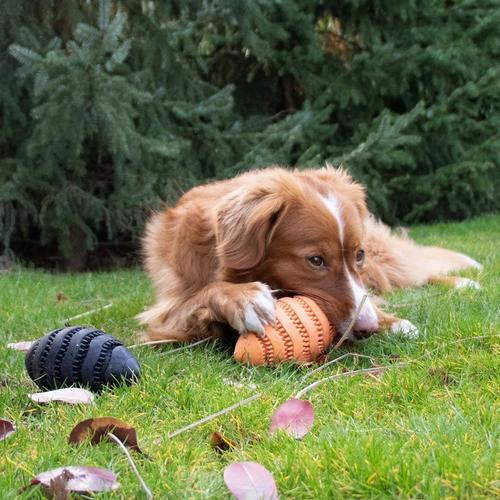 Visuel 5 du produit Jouet pour chien en caoutchouc coloris noir distributeur de friandises rugby Bite Me Nibble - Taille L 15 x 8,6 x 8,6 cm